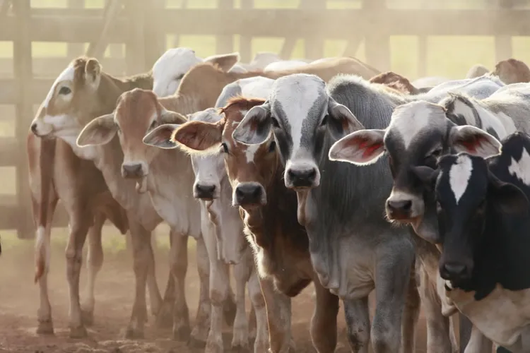 Why is animal husbandry becoming a burden for farmers?