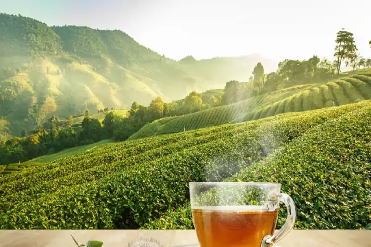 India's tea exports increased by 23.79 percent to 144.50 million kg in January-July period this year