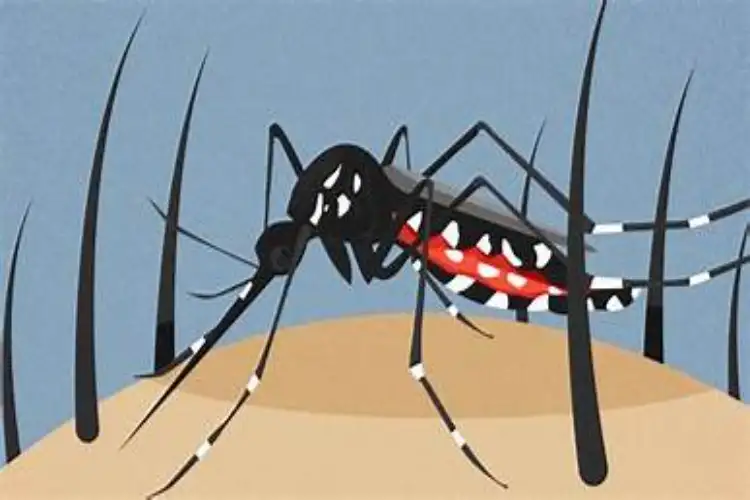 Mosquito growth can be stopped with the help of bacteria: Study
