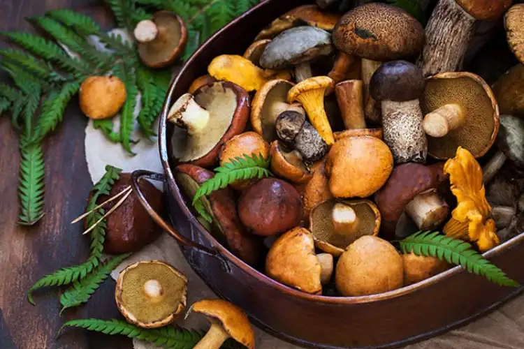 Eating five mushrooms a day will help in fighting cancer: Study