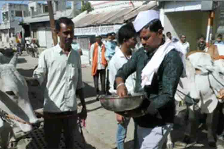 Maharashtra: Unique thirteenth day of bull, glimpse of Warkari tradition seen