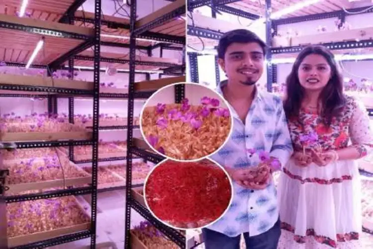 Nagpur couple grew saffron indoors, earning 40 lakh rupees annually from farming and training