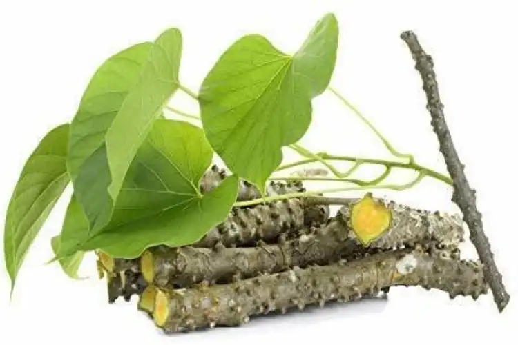 Giloy is no less than nectar, daily consumption will keep you free from all diseases
