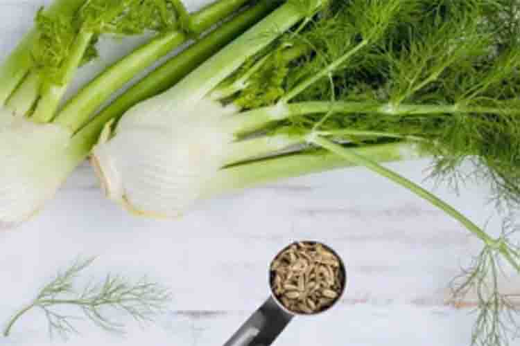 Fennel has countless benefits, easily digestible, has a cooling effect, relieves stress