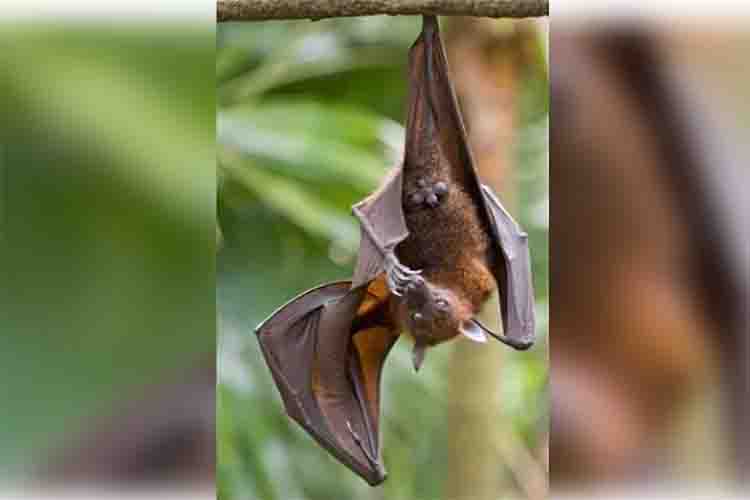 New bat coronavirus found in China, likely to spread to humans