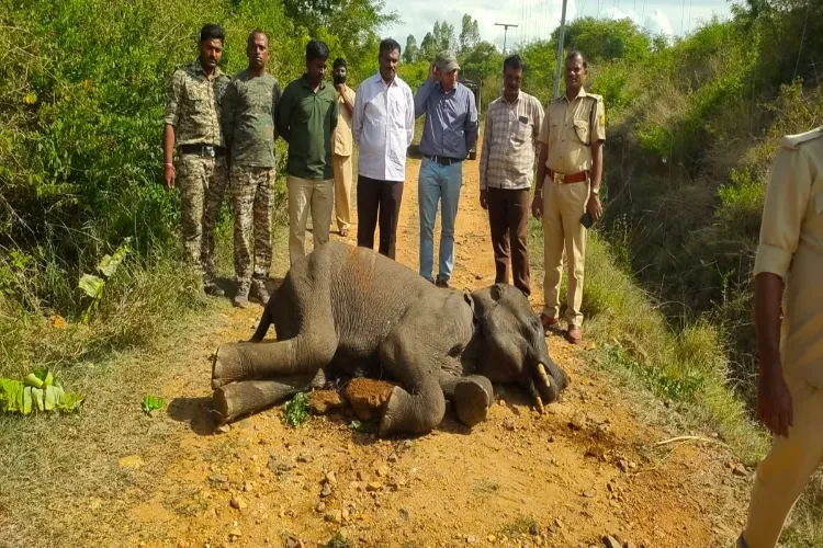 Tamil Nadu: 60-year-old female elephant dies in Trichy
