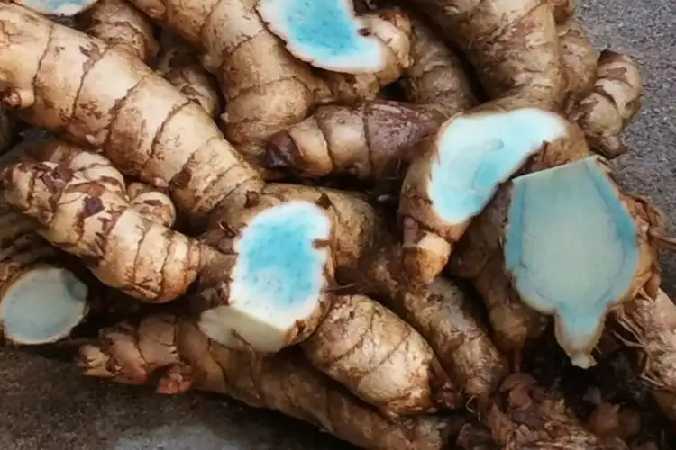 The benefits of 'black turmeric' are also not less, you will be shocked to hear!