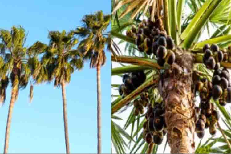 Palm leaves and bark have medicinal properties, provide relief from many diseases