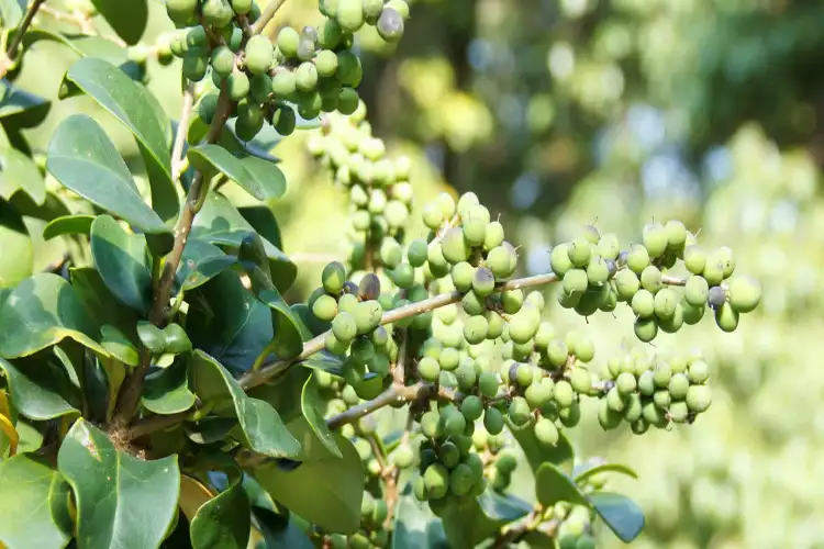 Guggulu is a panacea for these diseases including eye, ear and stomach!