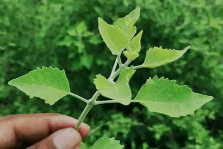 Arani: A plant full of medicinal properties, consumes problems like fire