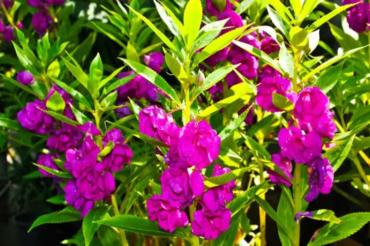 Nature's unique treasure 'Kachnar', effective in fighting diseases