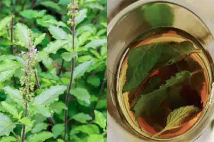 Use basil decoction to strengthen immunity, it is also helpful in preventing infection