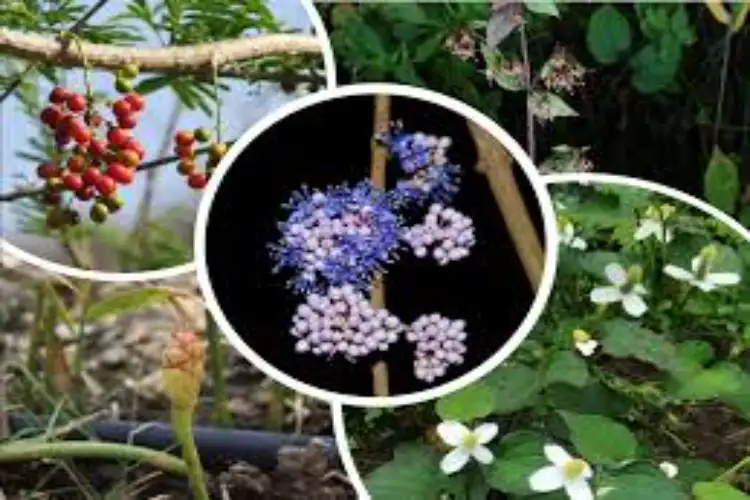 Many diseases including cough, asthma and liver are treated with Kateri flowers, the benefits are amazing