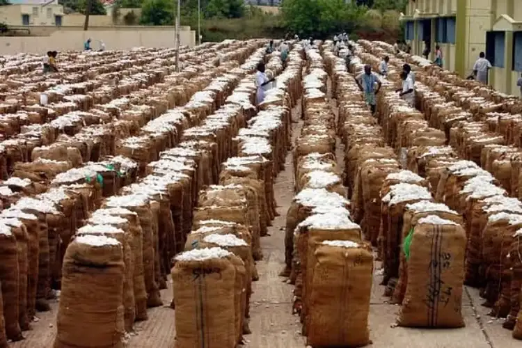 Centre procures 99.41 lakh bales of cotton at MSP from farmers till March 25 this year