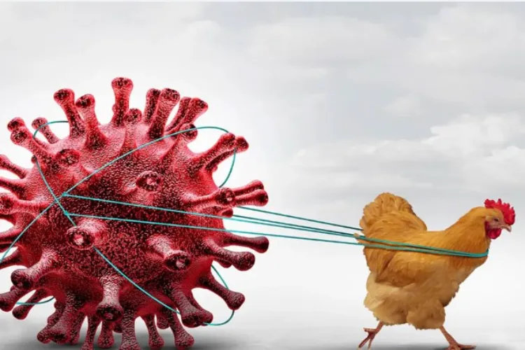 How risky is bird flu for the poultry industry and public health?