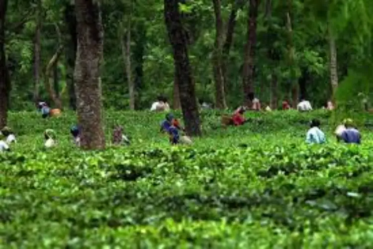 Assam govt launches 