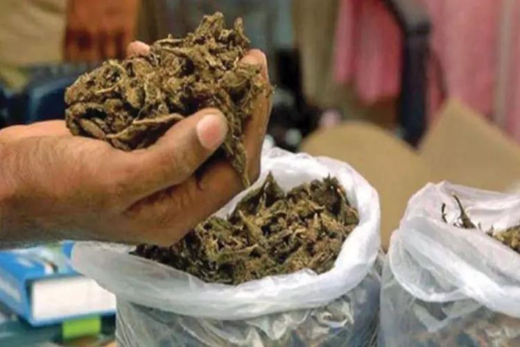 17 kg smuggled ‘hybrid ganja’ seized at Calicut airport