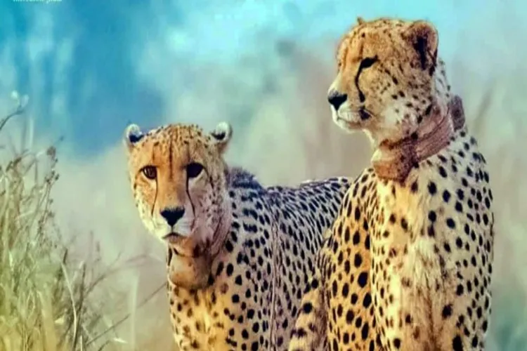 Iran wants to learn from India ways of conserving cheetahs: RTI