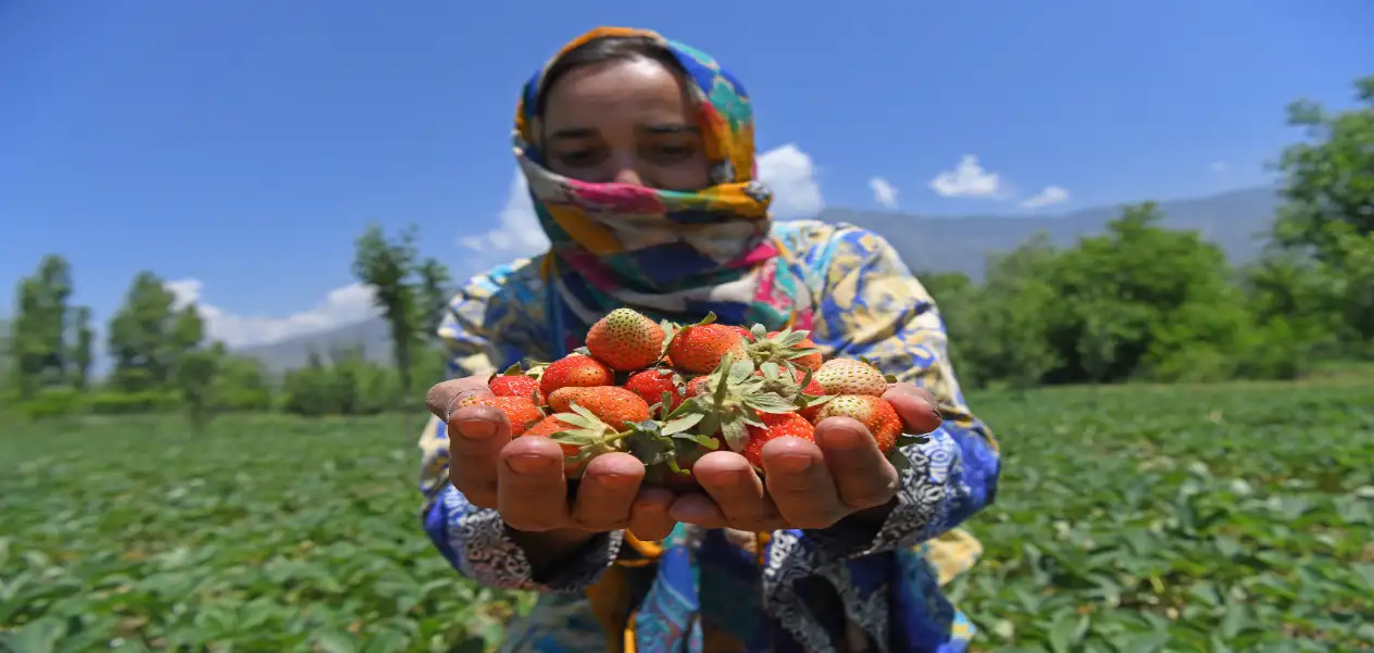 Kashmir Strawberry Harvesting: Harvesting of first strawberry crop begins in Kashmir