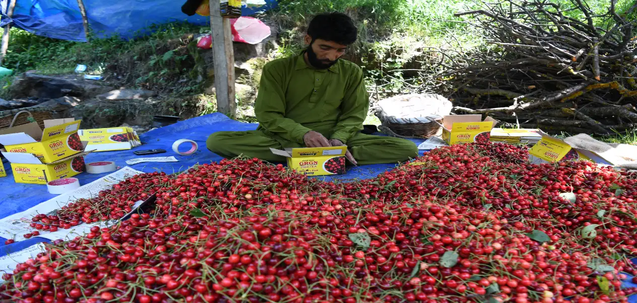 Bumper cherry crop in Kashmir: Happiness on the faces of farmers
