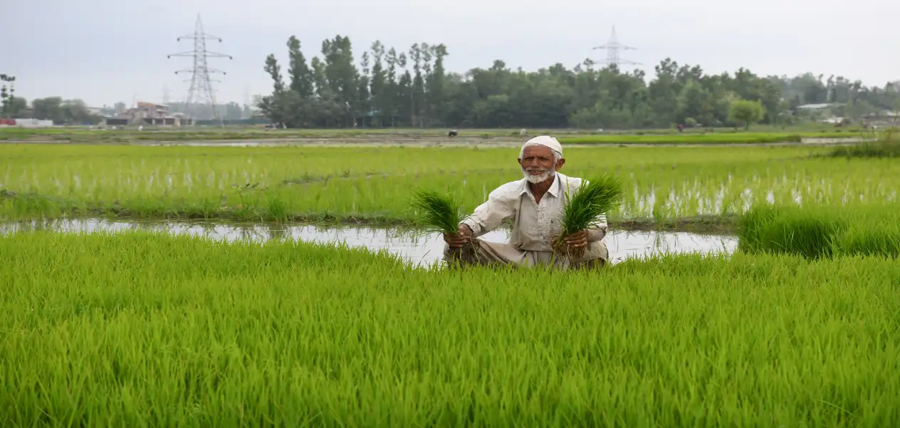 Paddy sowing season begins in Kashmir amid hopes and challenges