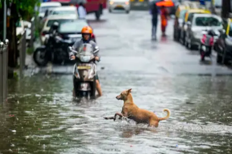 Southwest monsoon arrived ahead of schedule, earliest to hit Mumbai in 19 years; IMD issues warning