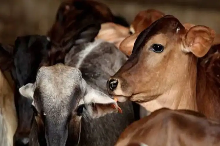Aligarh mob attack case: Seized meat sample did not belong to 'cow or any cow progeny', says report