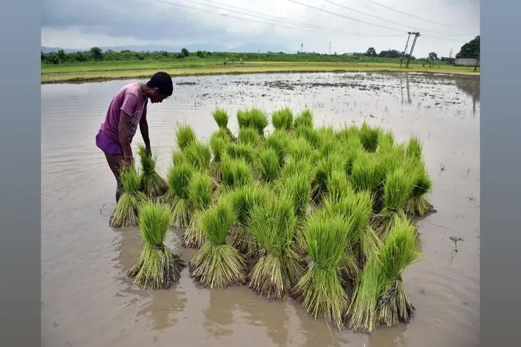Government increases MSP of paddy to Rs 2,369 per quintal for Kharif 2025-26