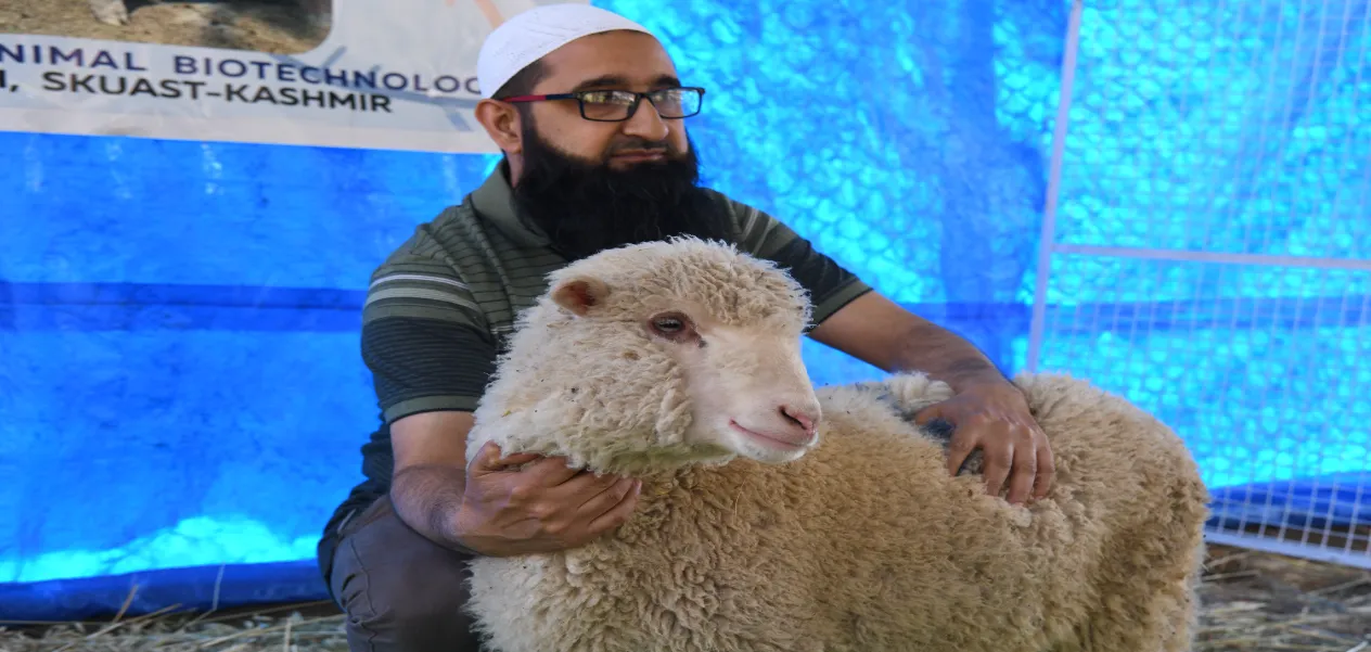 Sheep of the future are ready: SKUAST takes a big step towards increasing meat production