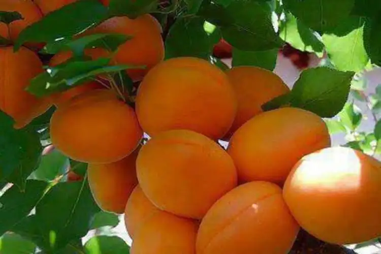 Pahalgam terror attack fallout: Udhampur's apricot growers face ruin amid tourist drought