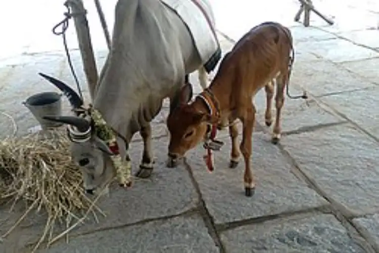 16 arrests made in illegal cow slaughter cases: Assam CM Sarma