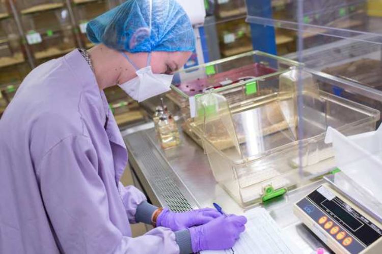 Researchers develop innovative model to study sense of smell: Study