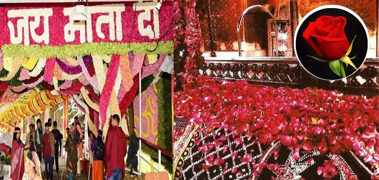 Red rose: a symbol of reverence in Hindu and Muslim traditions