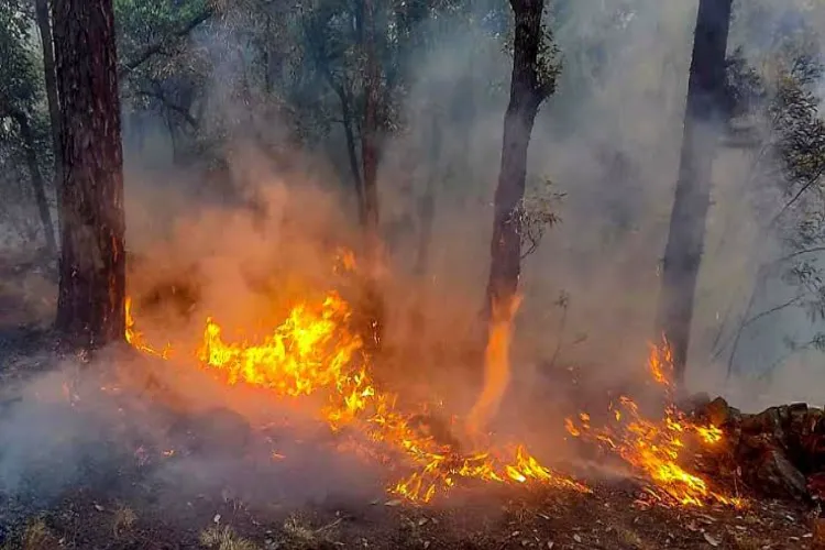 Jammu and Kashmir: 68-year-old man burnt to death while trying to extinguish forest fire in Rajouri