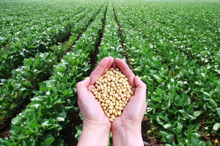 Prices of all oilseeds strengthened due to rise in Chicago Exchange