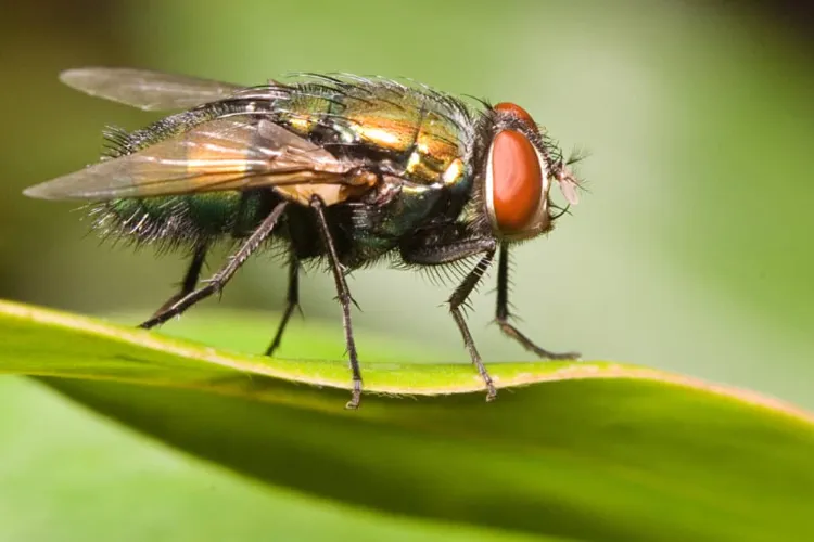Are flies harmful?
