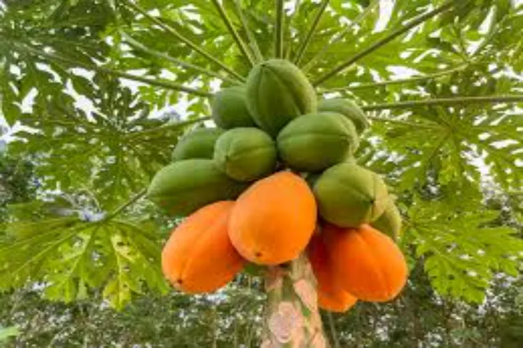 Is it beneficial to eat raw papaya every day? Know its amazing benefits