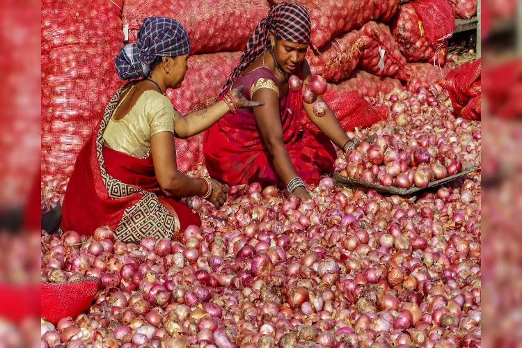 Maharashtra: Farmers urge government to buy onions directly from market committees