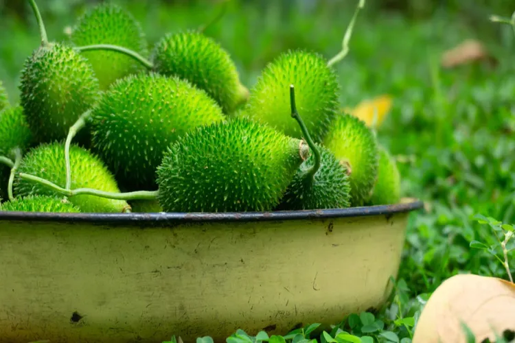 5 amazing benefits of eating kale in monsoon
