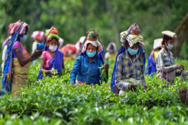 Assam government to open 80 more schools in tea garden areas