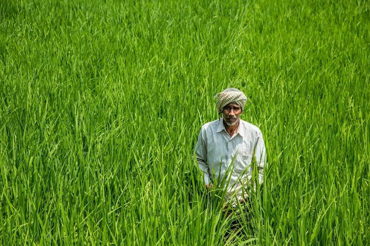Farmers in Rajasthan got interest-free crop loan of Rs 42,131 crore