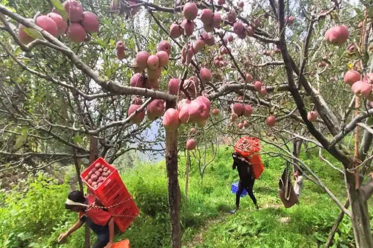Himachal Pradesh: Apple growers agitated over cutting down orchards mid-season, minister cites limitations of law