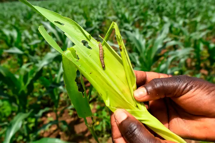J-K: Fall Armyworm wreaks havoc on maize crop; farmers suffer huge losses in Udhampur