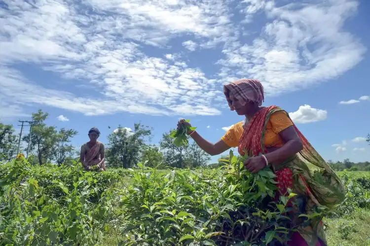 Tea exports from India increase by 2.85 pc in FY 2024-25