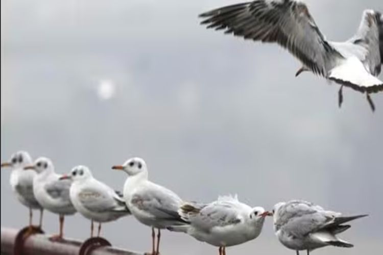 221 species of birds were discovered in Delhi in a year