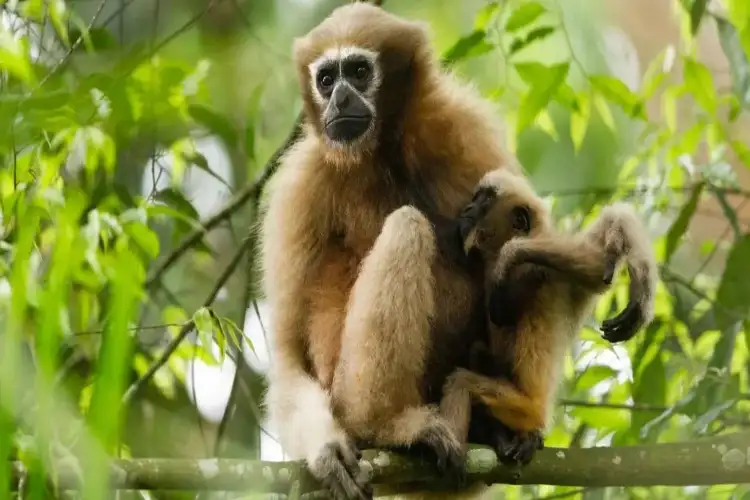 Tripura steps up efforts to save India's only ape species