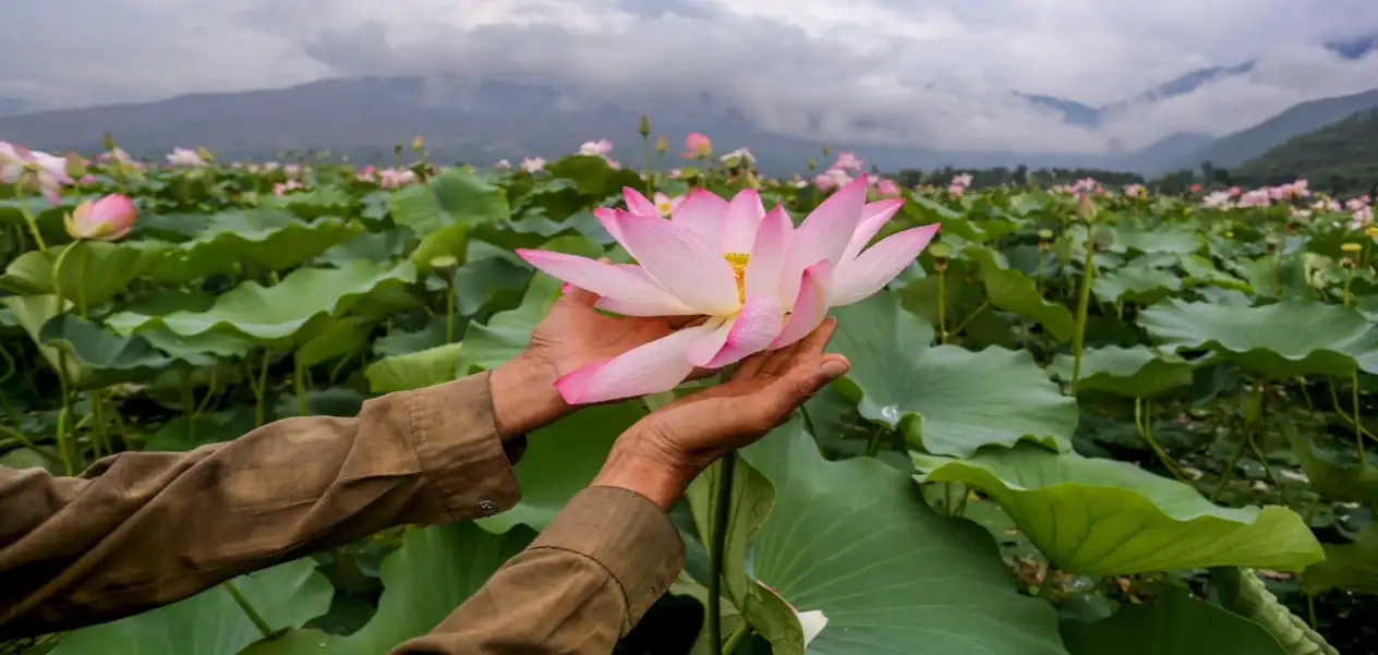 Lotus blooms in Wular lake after three decades
