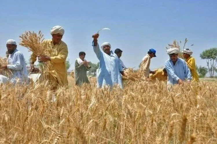 Pakistan: Sindh farmers will boycott wheat cultivation in protest against 45% unconstitutional agricultural tax