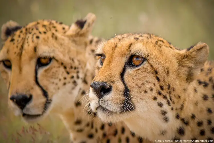 India, Namibia discuss cheetah conservation