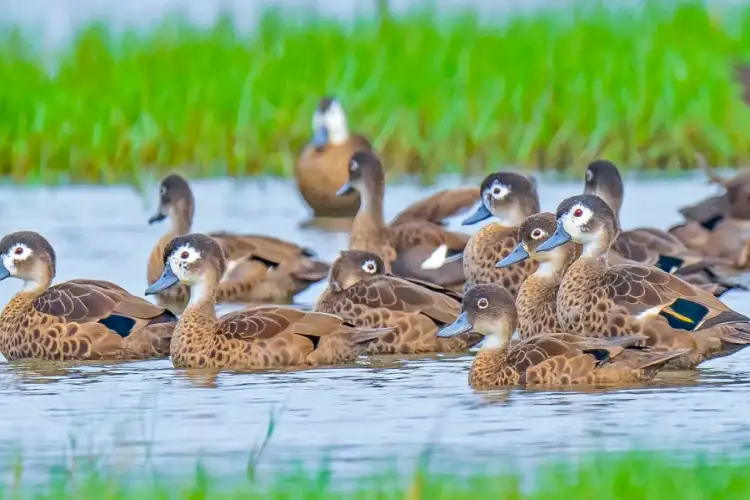 Andaman admin plans to promote bird watching for tourists
